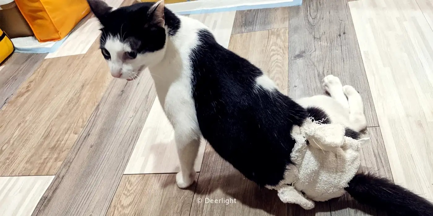 DIY 貓貓尿布褲